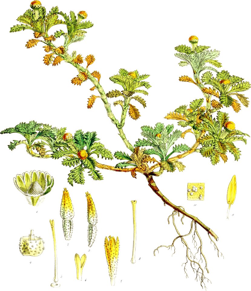 Leptinella lanata-Botany of Antarctica-PL019-0043
