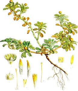 Leptinella lanata-Botany of Antarctica-PL019-0043