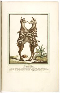Les écarts de la nature page39