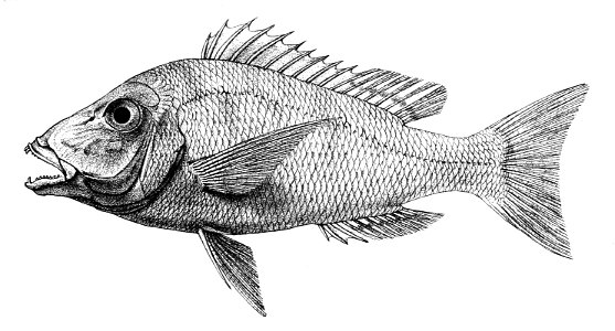 Lethrinus karwa Ford 33