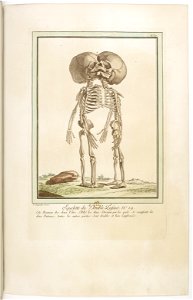 Les écarts de la nature page27