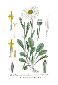 Leucanthemum vulgare (Masclef et al. 1891, Tome 2, planche 181) clean