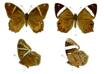 LetheHyrania 85 1