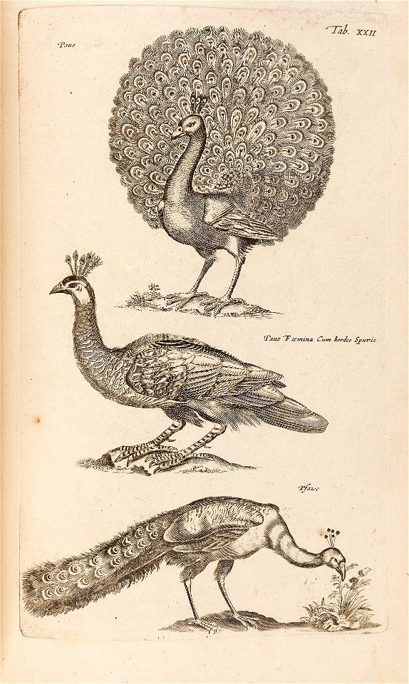 Les oiseaux 1795 Tab XXII