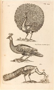 Les oiseaux 1795 Tab XXII