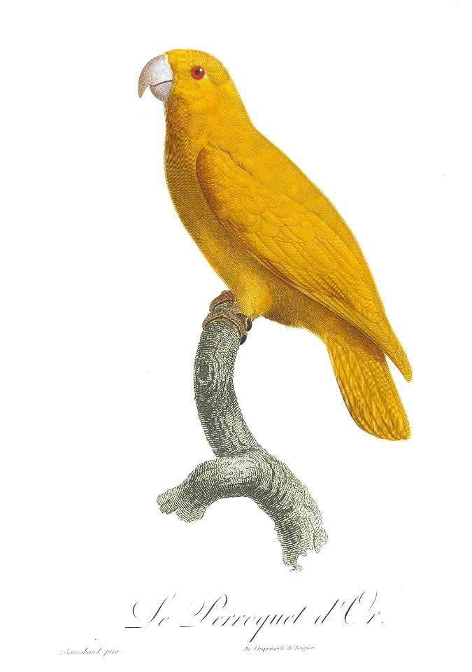 Levaillant Parrot 138
