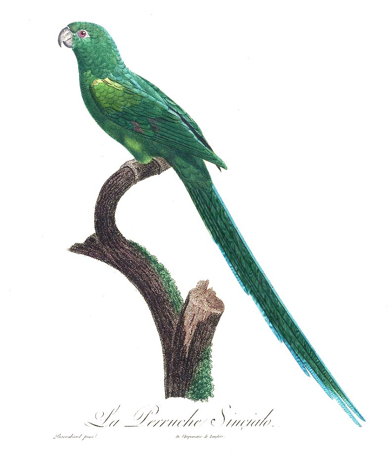 Levaillant Parrot 42