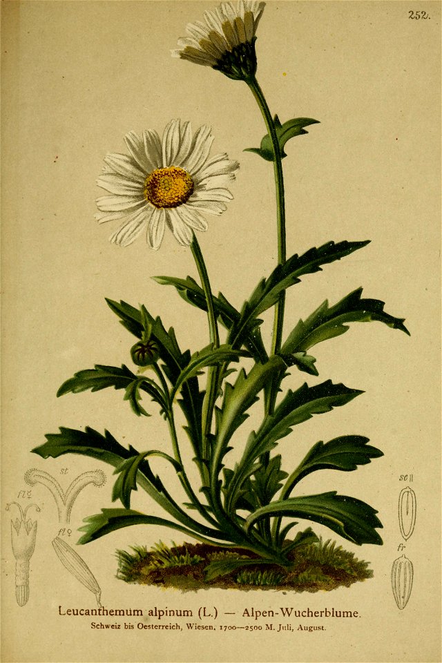 Leucanthemopsis alpina -001
