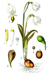 Leucojum vernum Sturm47