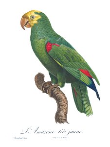 Levaillant Parrot 86