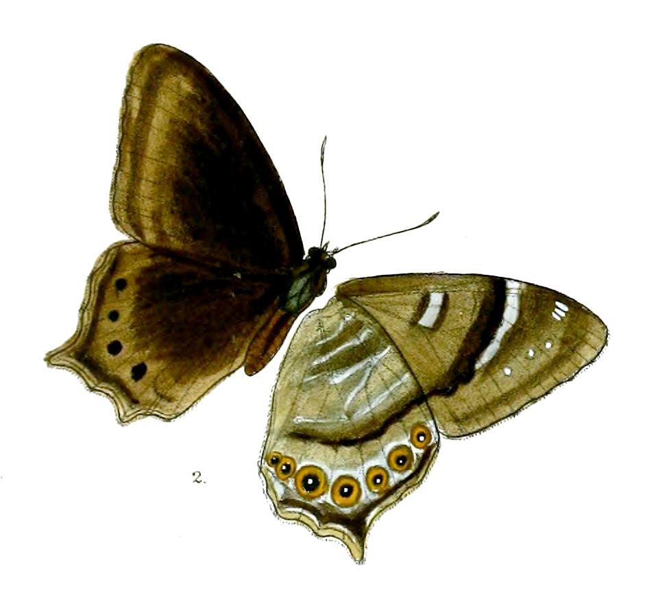 Lethe dura 91 2