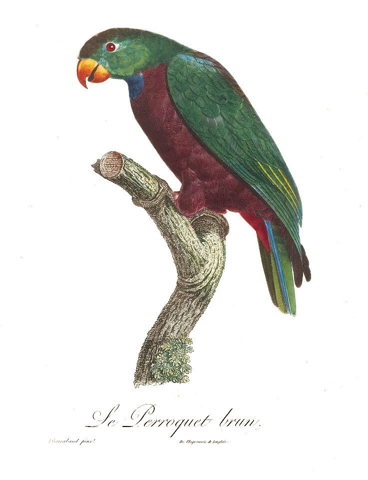 Levaillant Parrot 104
