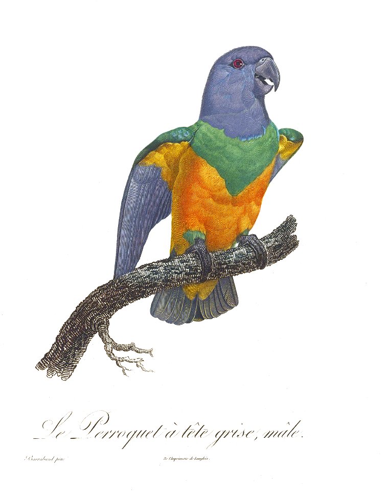 Levaillant Parrot 116