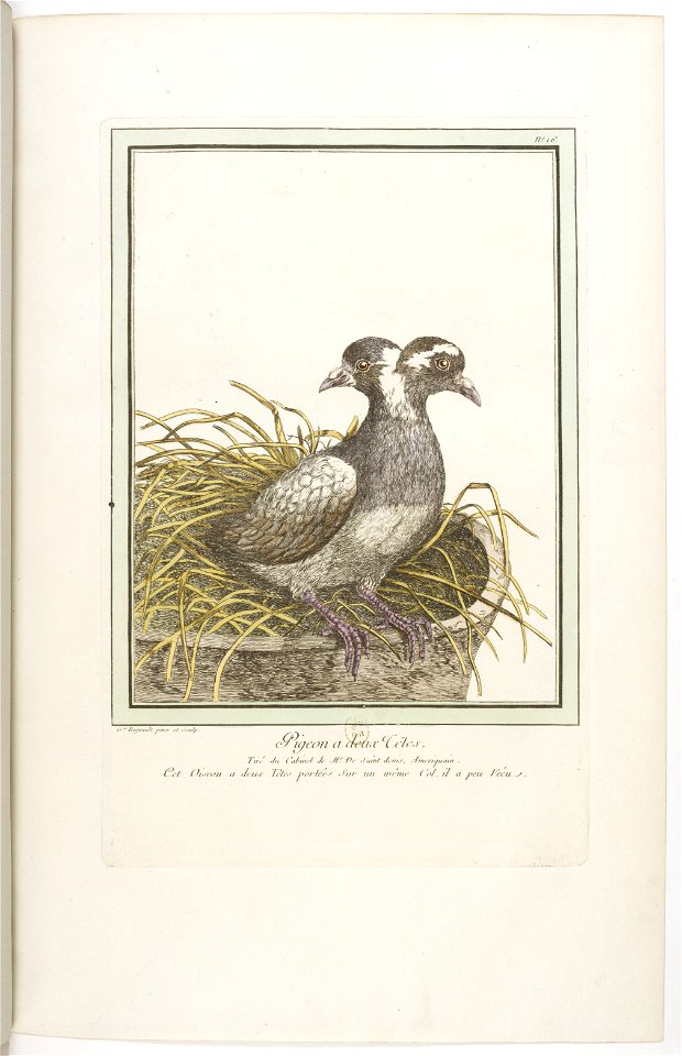 Les écarts de la nature page23