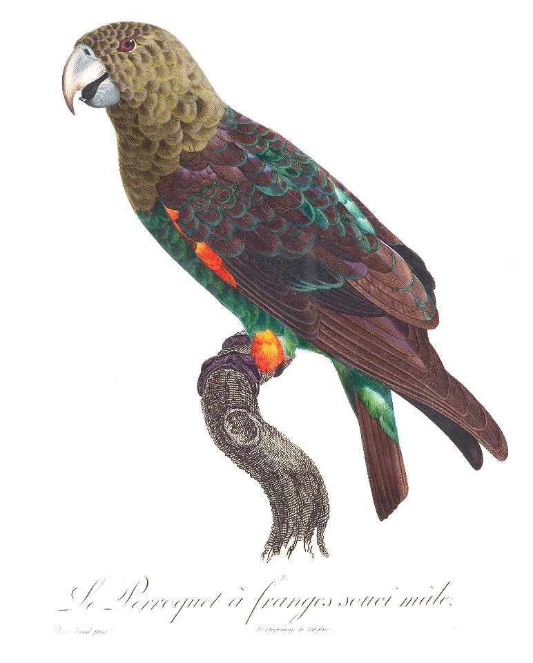 Levaillant Parrot 130