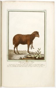Les écarts de la nature page45