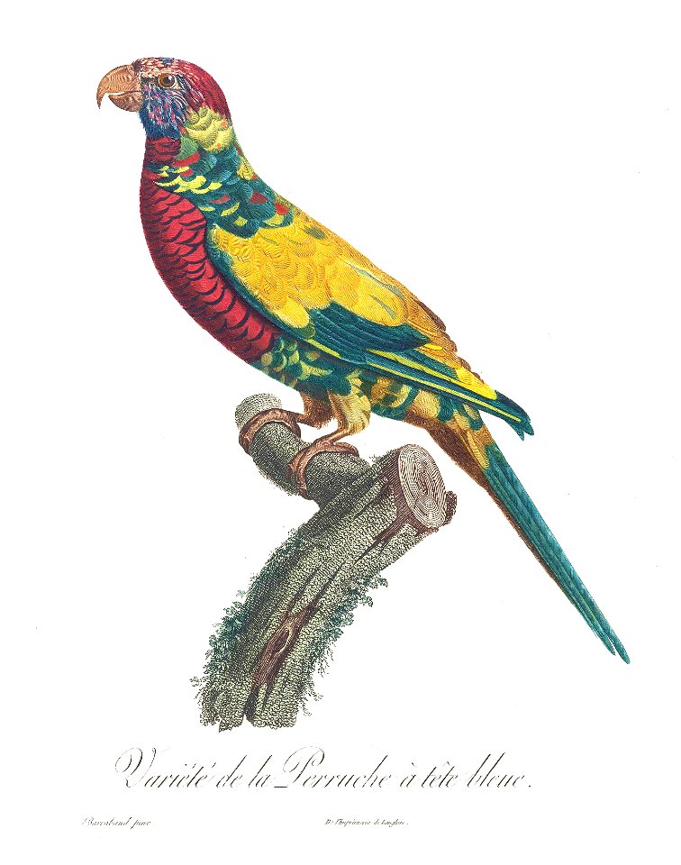 Levaillant Parrot 27