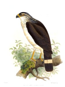 LeucopternisSuperciliarisSmit