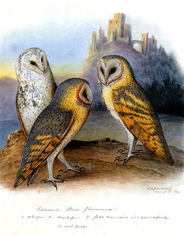 Leu Abb aus Vögel Europas