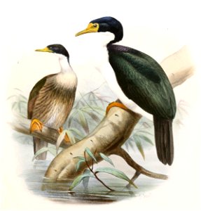 Leucocarbo verrucosus Smit