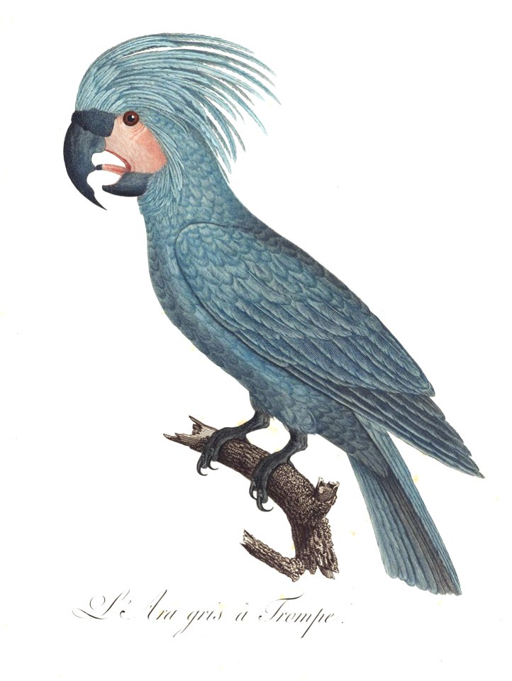 Levaillant Parrot 11