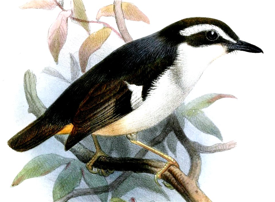 LeucophantesBrachyurusSmit (cropped)
