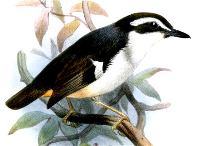 LeucophantesBrachyurusSmit (cropped)