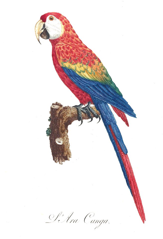 Levaillant Parrot 2