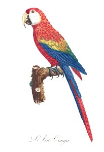 Levaillant Parrot 2