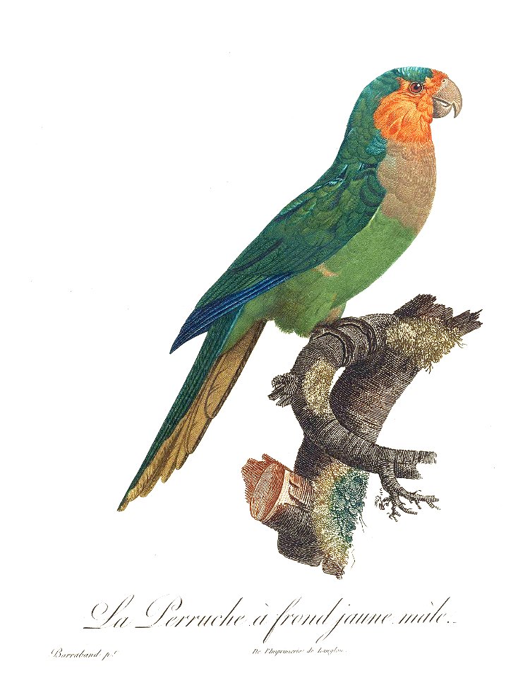 Levaillant Parrot 34