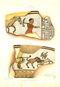 Lescar, ancien 1er évéché du Béarn - Deux fragments de mosaïque du XIIe siècle qui existent dans le Choeur de l'Eglise - Fonds Ancely - B315556101 A HOUBIGANT 048
