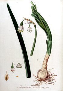 Leucoium aestivum — Flora Batava — Volume v9