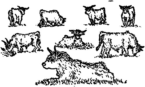 Letters from England, Scottish steers