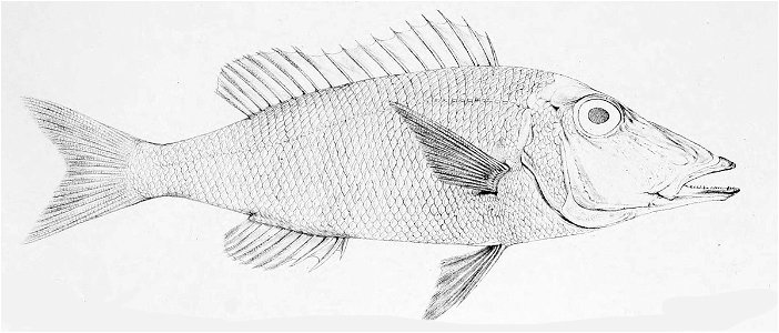 Lethrinus olivaceus 1866