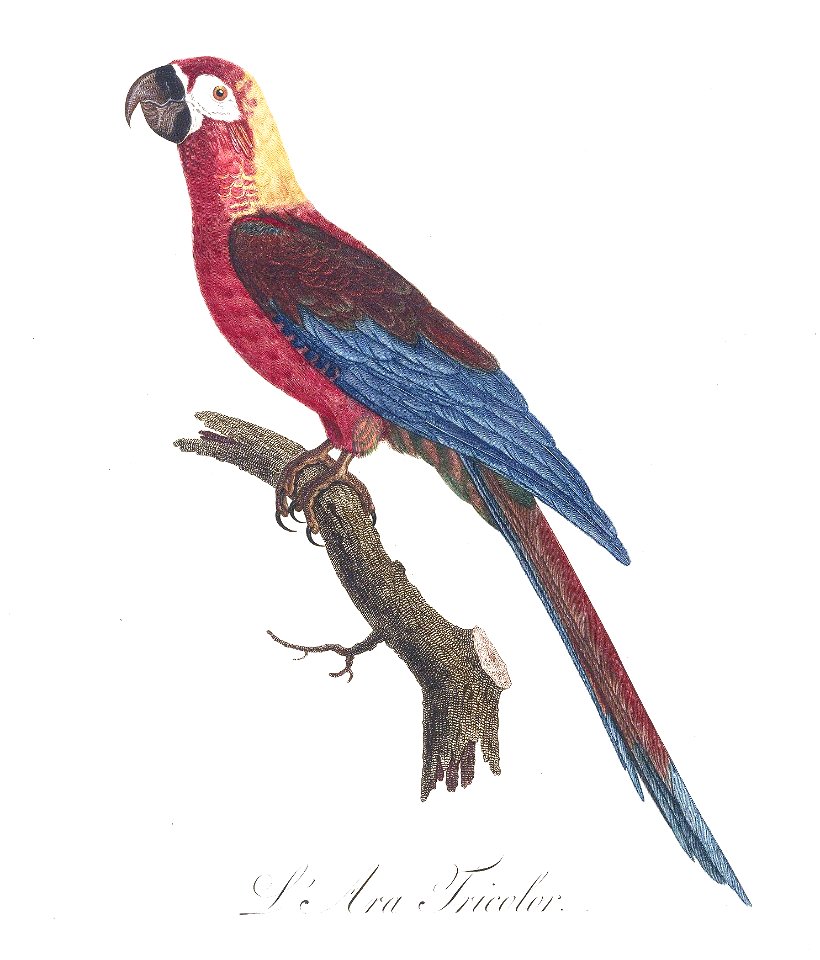 Levaillant Parrot 5