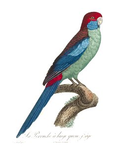 Levaillant Parrot 79
