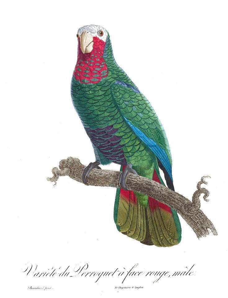 Levaillant Parrot 107a