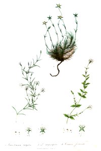 LeucostemmaArenariaRoyle