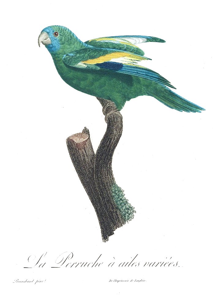 Levaillant Parrot 57