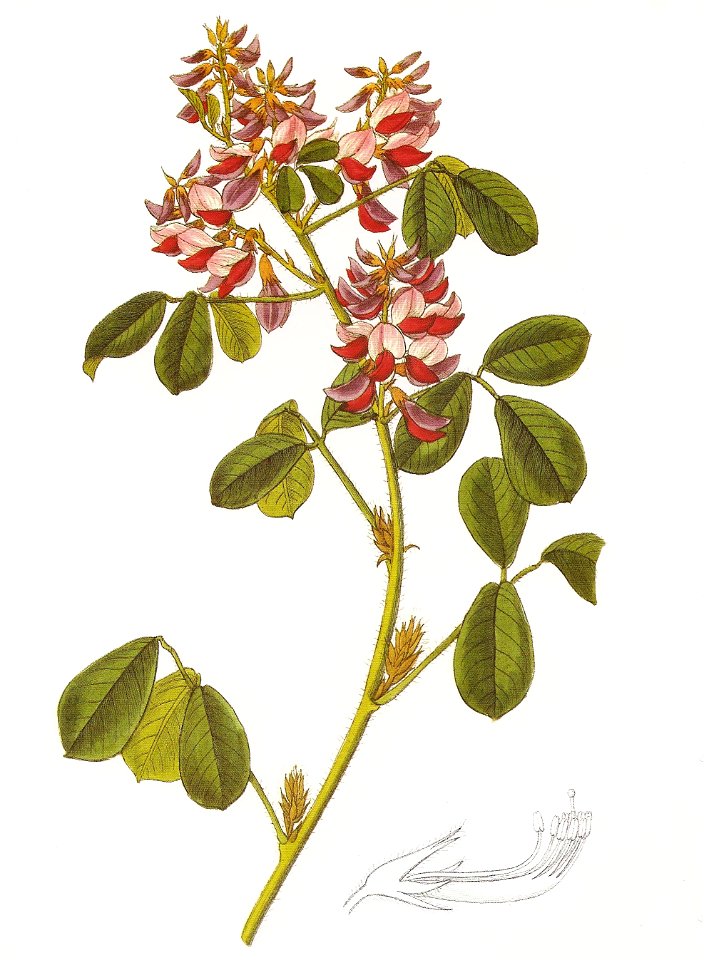 Lespedeza macrostyla RHS