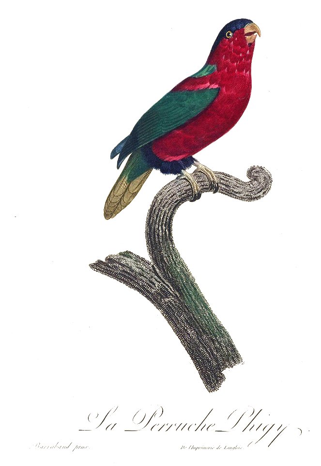 Levaillant Parrot 64