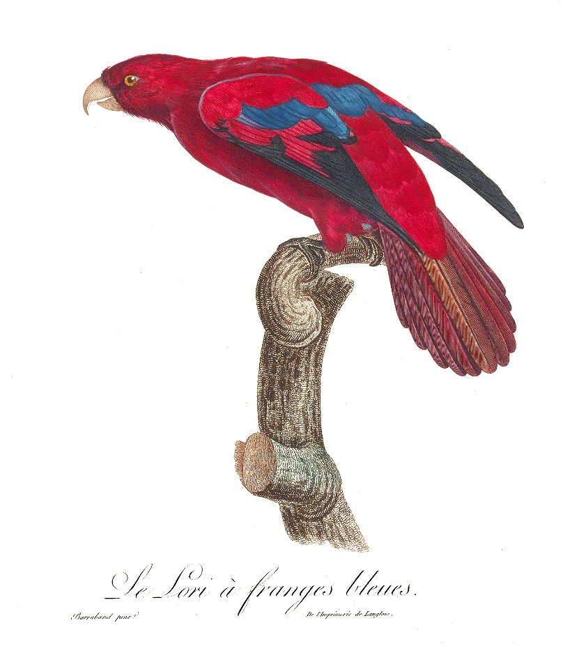 Levaillant Parrot 93
