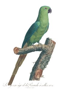 Levaillant Parrot 23