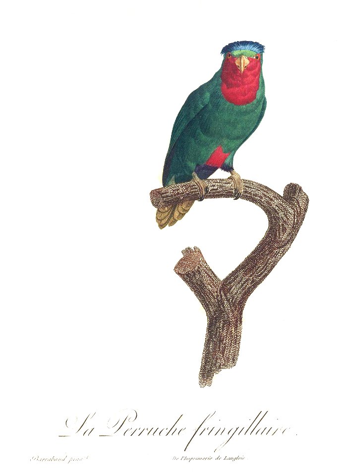 Levaillant Parrot 71
