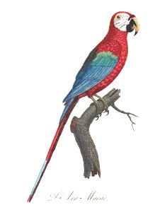 Levaillant Parrot 1