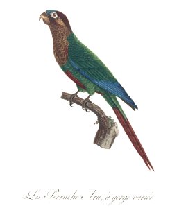 Levaillant Parrot 16