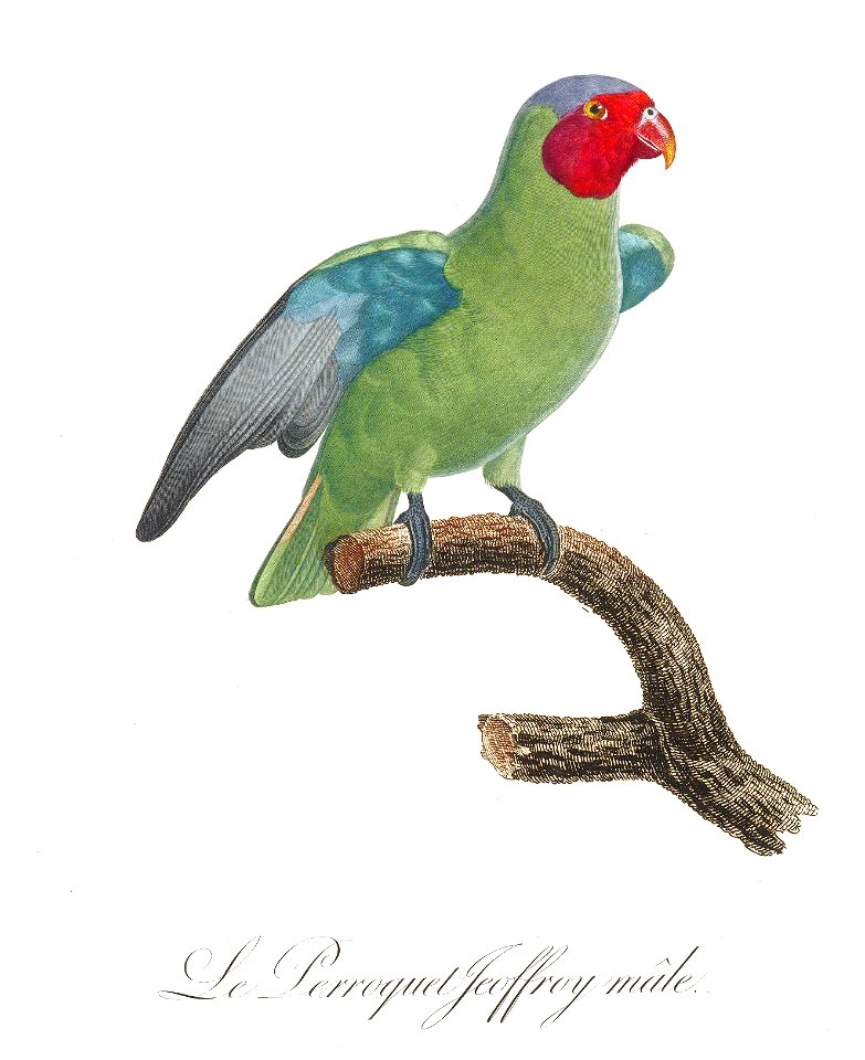 Levaillant Parrot 112
