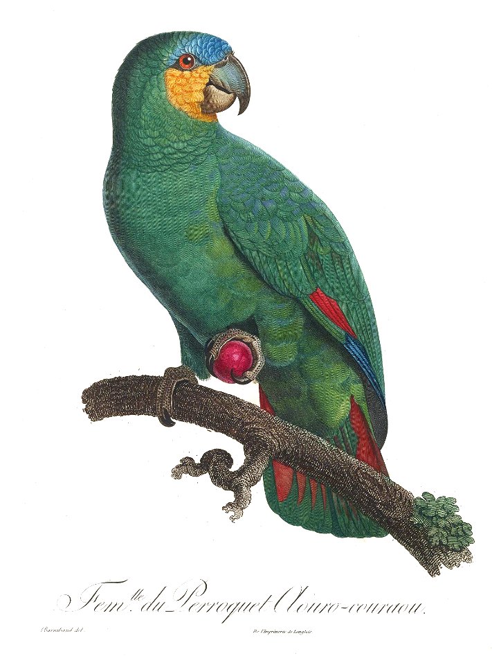 Levaillant Parrot 110a