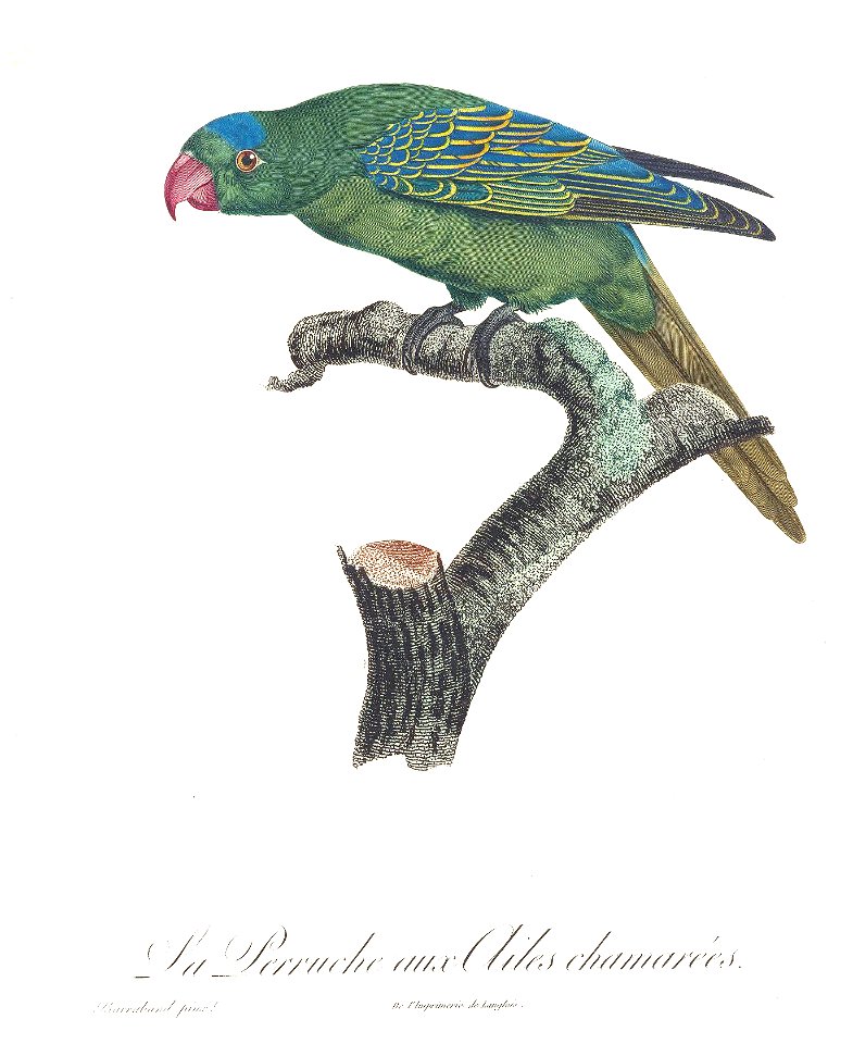 Levaillant Parrot 60