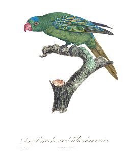 Levaillant Parrot 60